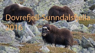 DovrefjellSunndalsfjella National Park 2016 [upl. by Primo886]