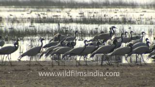 Demoiselle Cranes and Flamingos Gujarat [upl. by Tonina759]