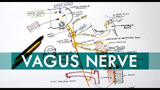 Vagus Nerve  Cranial nerve X  Head amp Neck Anatomy Tutorial [upl. by Almap]