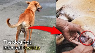 Full recovery of a dog who has infected testicles  Animal Rescue [upl. by Norford]