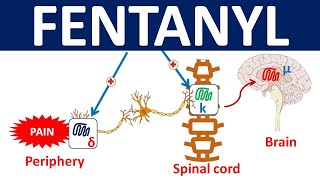 Fentanyl  Mechanism precautions side effects amp uses [upl. by Mace]