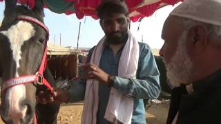 पुष्कर मेले में घोड़े की रेट कम बताई तो ये हुआ Horse Deal In Pushkar Fair Horse Market Video घोड़ा [upl. by Mars]