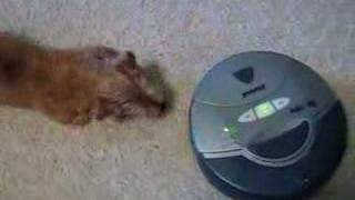 Peanut our Norfolk Terrer vs The Roomba Round 2 [upl. by Barber]