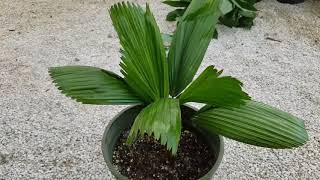 Licuala grandis  The Ruffled Fan Palm [upl. by Rehtaef]