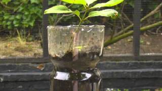 Plant seedlings with their plastic bottle [upl. by Llehcam202]