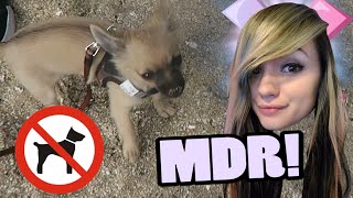 MOSHIE SUR UNE PLAGE INTERDITE LA THUG   Vlog  Pokevlog Chelxie [upl. by Nevsa]