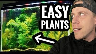 My Top 10 Easy Beginner Aquarium Plants [upl. by Atileda]