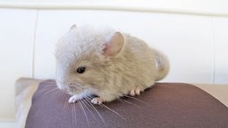 Baby Chinchilla on a Jumbo Pillow [upl. by Einafats]