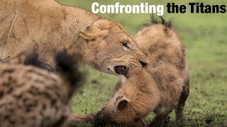 Savannah Epic Lions and Hyenas in Fierce Confrontations [upl. by Va912]