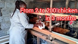 From 2 chicken to 200 chicken in 3 months in the life of a small scale poultry farmer [upl. by Tooley]