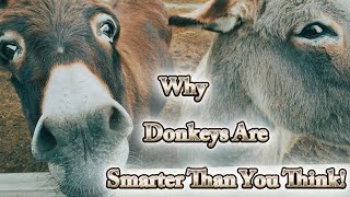 Why Donkeys Are Smarter Than You Think [upl. by Aliuqat]