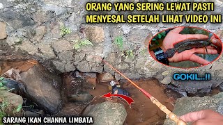 Mancing Channa Limbata Di Selokan Pinggir Jalan Raya [upl. by Iago]