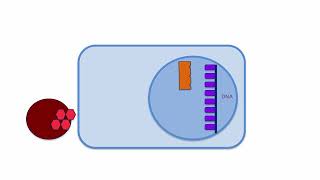 Signaling pathway of steroid hormones [upl. by Euqinaj912]