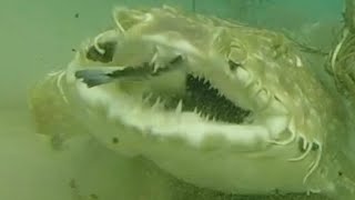 Wobbegong Sharks Show their crazy teeth [upl. by Mohorva353]