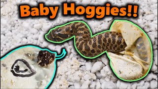 Really Cool Hognose Snakes Hatching [upl. by Keldon675]