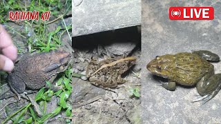 🐸👌Boing boing Look Catch big froggy funny funny sorts food [upl. by Enirbas154]