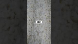 Así preparo el Aspergillus oryzae alias KOJI [upl. by Esila954]