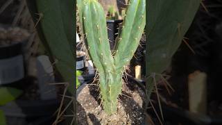 Trichocereus mutant quot TPM x Huancabambaquot trichocereus cactus plants gardening mutant garden [upl. by Ettedo]