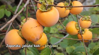 Japanska jabuka kaki prvi deo [upl. by Howlyn989]