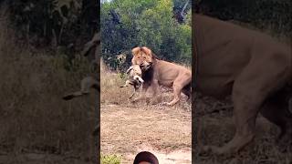 Lion Kill Wild Dog😱🔥🔥 animals wildlife shortsfeed viralvideo [upl. by Waylan]