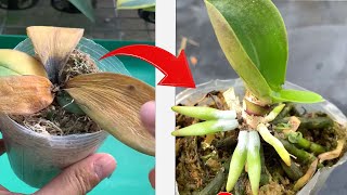 Awesome this is how i revived a dead orchid [upl. by Philoo]