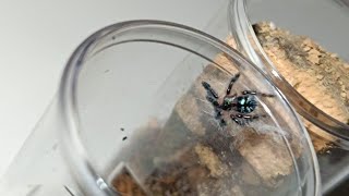 Rehousing my Typhochlaena seladonia brazilian jewel tarantula sling [upl. by Lin882]