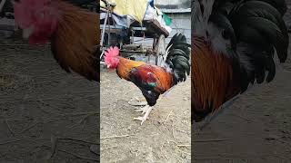 New fight roosterdeshimurganewfighter rooster viralshort newcollection2024 [upl. by Hobard]