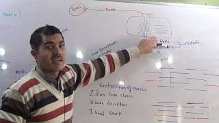 L8 Sliding filament model ultra structure of myofilaments [upl. by Adnirim]