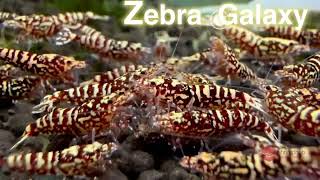 Zebra Galaxy  Shrimphub [upl. by Aekal]