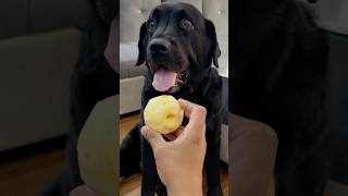 My Dog Loves Apple doglover lucky [upl. by Dowzall651]