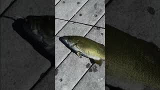 Rare catch at provo harbor state park utah lake small mouth bass bassfishing fishing [upl. by Haikezeh]