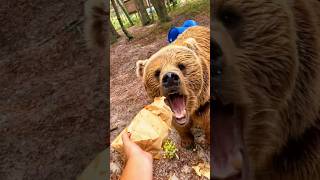 Funniest Bears Videos🐻 Polar Bear  Baby Bear  Funny Animals shorts bear funnybear [upl. by Auhsuoj]