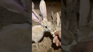 Wild Tailed Jackrabbit shorts animals pets [upl. by Ardis]