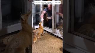 This family rescued a fox trapped in a fence and then this happened animalshorts fox [upl. by Brecher]