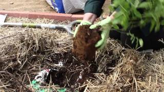 Gardening Power to the People Growing Blueberries in Colorado [upl. by Ameerahs335]