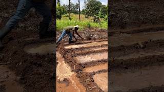 Furrow irrigation shortvideo farming trending trending shorts short holidayswithshorts [upl. by Ainitsirk325]