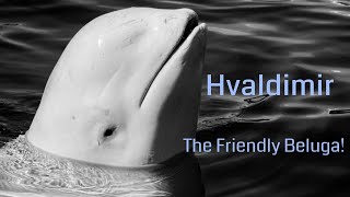 Hvaldimir the friendly Beluga whale in Norway  How did he come to Hammerfest [upl. by Werby]