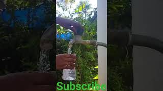 How to Propagate Spider Plant in Water  Spider Plant Babies  Water Garden Idea Shorts [upl. by Lauer]