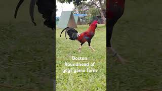 Green country game farm Batangas shortviral chickenbreeds shortvideo [upl. by Dilly]