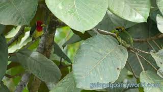 Redheaded Barbet Torito cabecirojo Eubucco bourcierii [upl. by Raf]