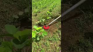 Fast weed removal method 👍 agricultre farming method shorts video [upl. by Fechter]