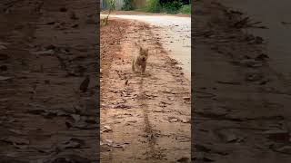 Adorable Puppy🐶💨DogsOfYouTube PetFun PuppyEnergy FurryFriends [upl. by Cohla]