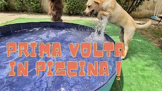 CUCCIOLO DI LABRADOR PER LA PRIMA VOLTA IN PISCINA💦  FIRST TIME IN A DOG POOL [upl. by Annairba]