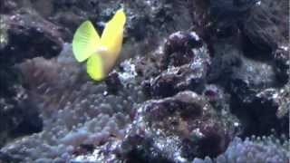 Visite de l Aquarium de Wasserbillig  FullHD [upl. by Hoagland]