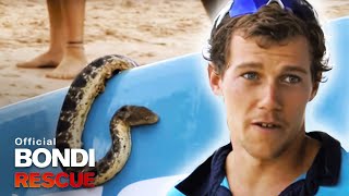 Bondi Lifeguards save a deadly sea snake [upl. by Nylear]