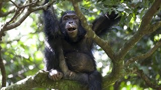 Chimps Team Up to Hunt Monkeys  BBC Earth [upl. by Inram]