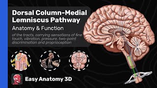 Dorsal Column  Medial Lemniscus Pathway DCML  Ascending Tracts Anatomy amp Function  Easy Anatomy [upl. by Eberly]