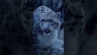 Snow leopard is sleepy 😃⚡💕❤ youtubeshorts explorethebeautyofnature wildlife [upl. by Appilihp]