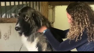 VIDÉO Cette masseuse soigne et bichonne chiens et chevaux à ChanceauxsurChoisille [upl. by Huggins61]