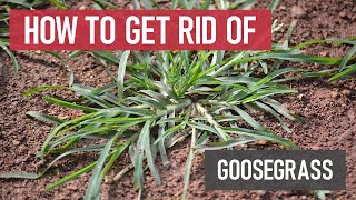 How to Get Rid of Goosegrass Weed Management [upl. by Edylc718]